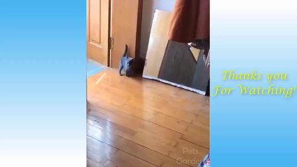 Funny and Cute Cat's Life  Cats and Owners are the best friends Videos