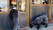 ''Woof! Customer Service, Please!' Dog Visits Favorite Coffee Shop for Treats '