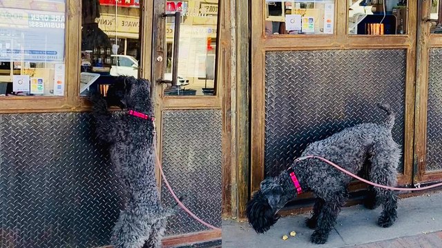 ''Woof! Customer Service, Please!' Dog Visits Favorite Coffee Shop for Treats '