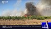 Incendie: une centaine d'hectares de garrigue et de résineux détruits près de Perpignan