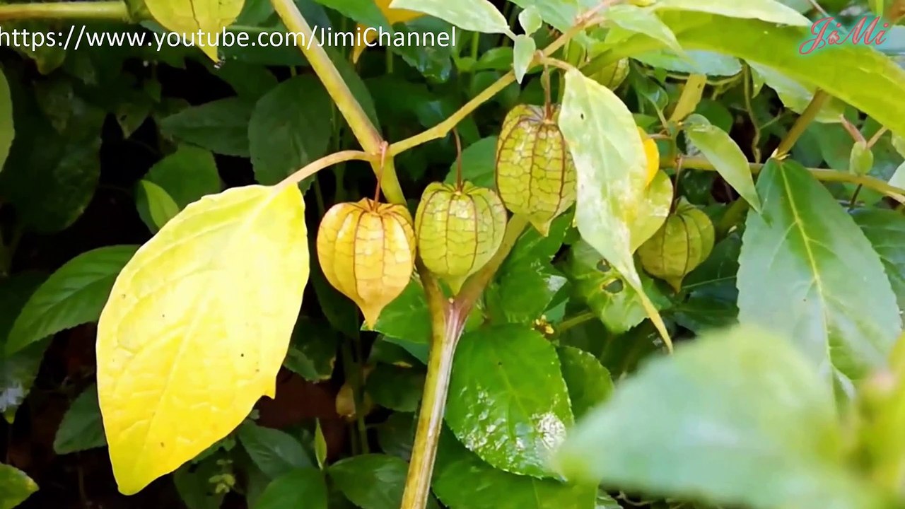 Tầm Bóp Loài Cây Mọc Hoang Ở Việt Nam Nhưng Rất Có Giá Trị Kinh Tế Ở Một Số Nước Trên Thế Giới