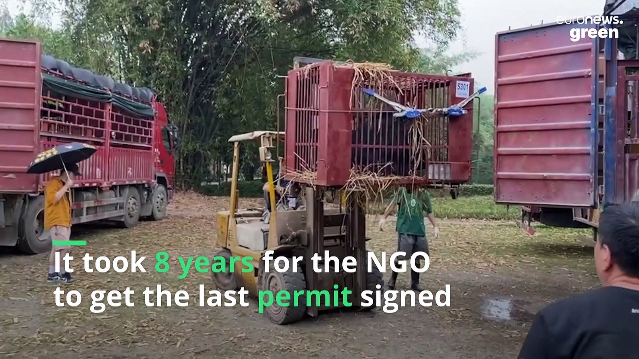 Terrified cub among 100 animals rescued from Chinese bear bile farm
