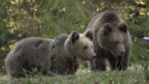 Braunbären sorgen für Konflikte in Rumänien