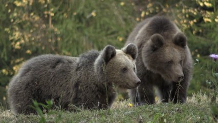Braunbären sorgen für Konflikte in Rumänien