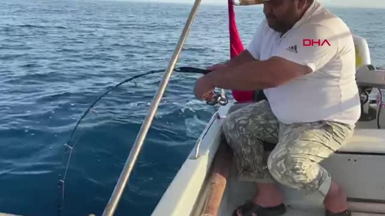 AMATÖR BALIKÇI OLTASIYLA 30 KİLO KUZU BALIĞI YAKALADI