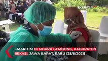 Korps Marinir TNI AL Gelar Serbuan Vaksinasi Covid-19 bagi Masyarakat Maritim Muara Gembong