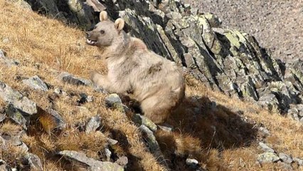 Profesörün, evine dadanan bozayı ile başı dertte
