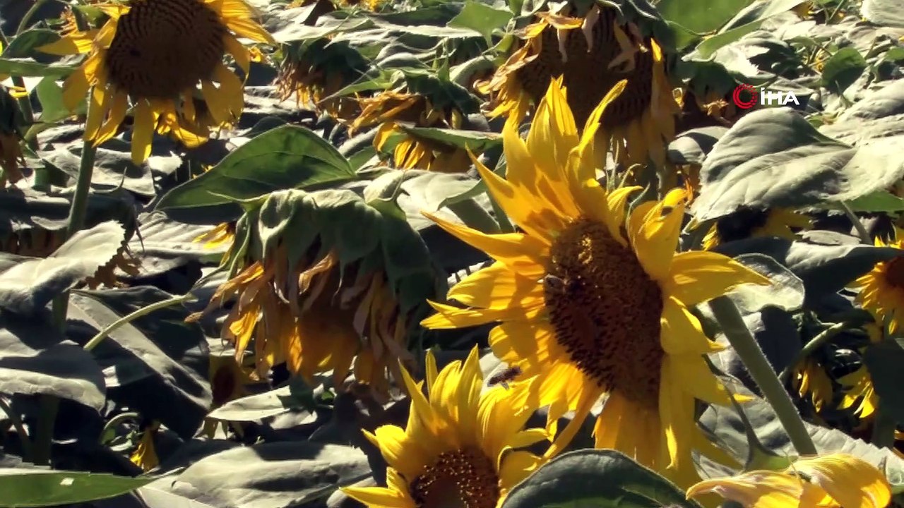 Konya Ovası'nda ayçiçek hasadı zamanı