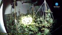 Police discover two cannabis farms in the Sunderland area