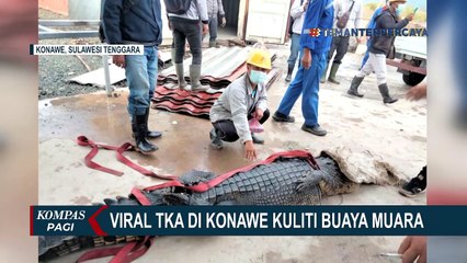 Viral TKA Asal China Tangkap dan Kuliti Buaya untuk Disantap