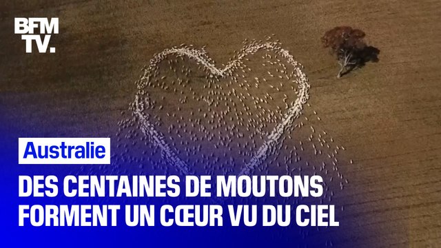 Australie: des centaines de moutons forment un cœur vu du ciel