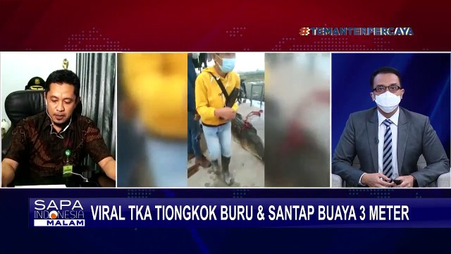 Viral! TKA China Buru dan Santap Buaya 3 Meter, Begini Penjelasan BKSDA