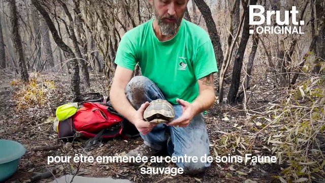 Incendies du Var : au secours de la tortue d'Hermann
