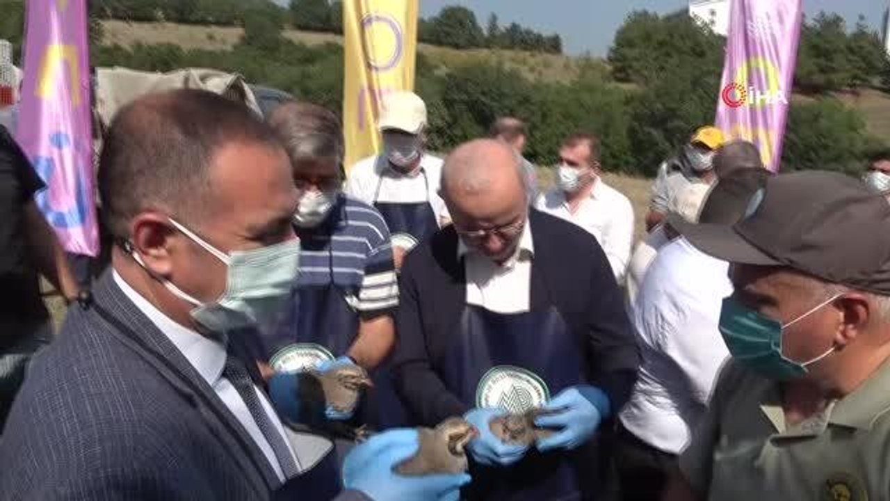 OMÜ'de kampüse 500 keklik ve sülün salındı