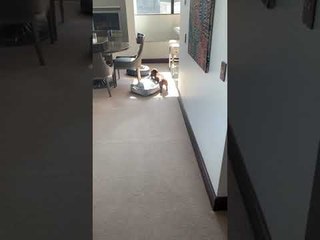 Doggy Drags His Bed into Warm Winter Sun