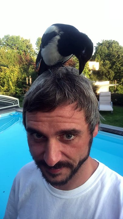 Trusting Magpie Stands on Man's Head