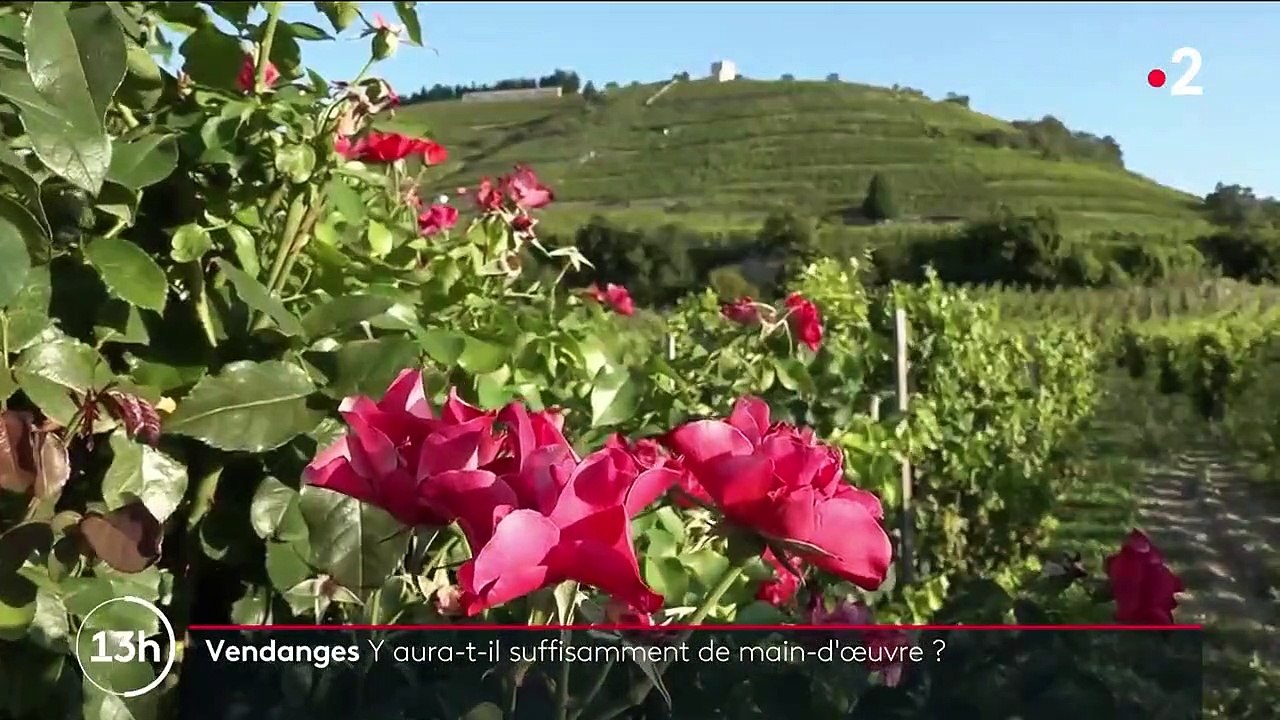 Vendanges : les récoltes tardives confrontent les viticulteurs à un manque de main-d'œuvre