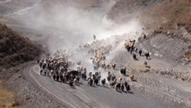 Sürülerin tozlu yayla yolculuğu