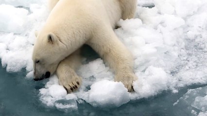 Arctique russe: des images saisissantes d'ours polaires