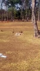 Macacos perto do Zoológico