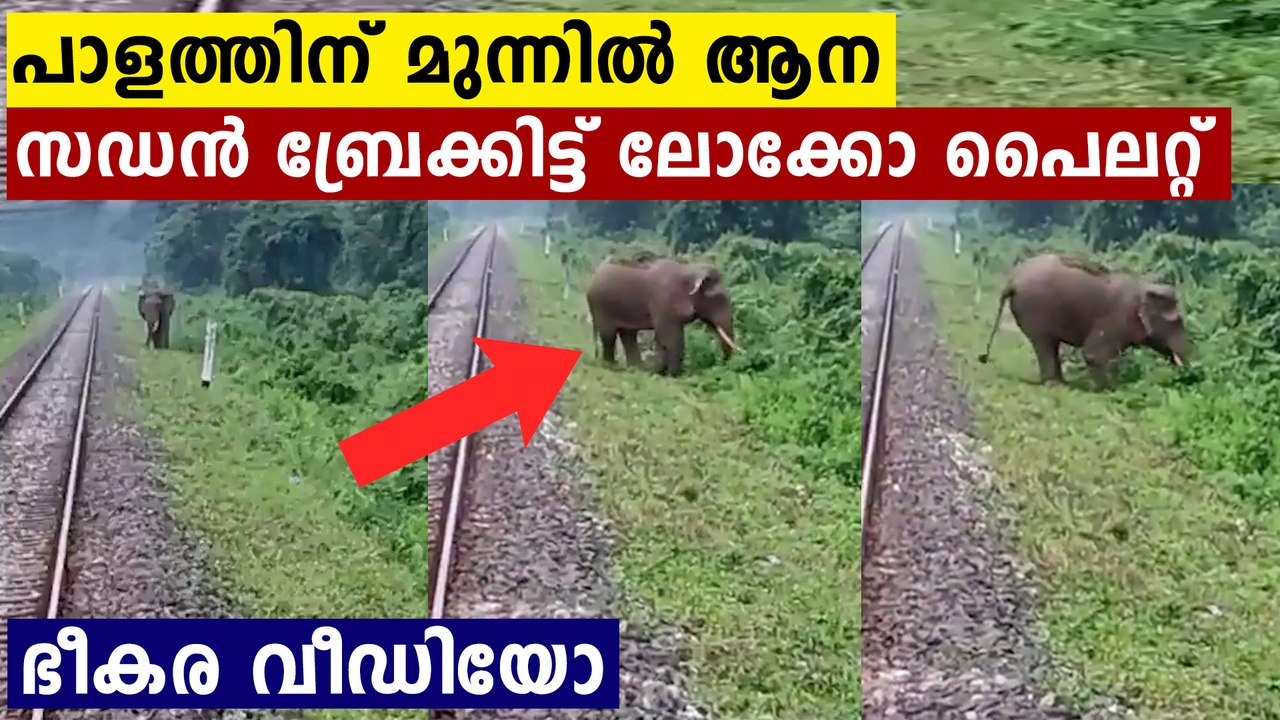 Viral Video:Loco Pilots Halt Train To Save Elephant Near Railway Track | Oneindia Malayalam