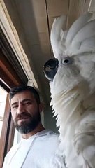 dans eden şarkı söyleyen papağan