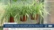 Growing Your Garden: Keeping your houseplants healthy