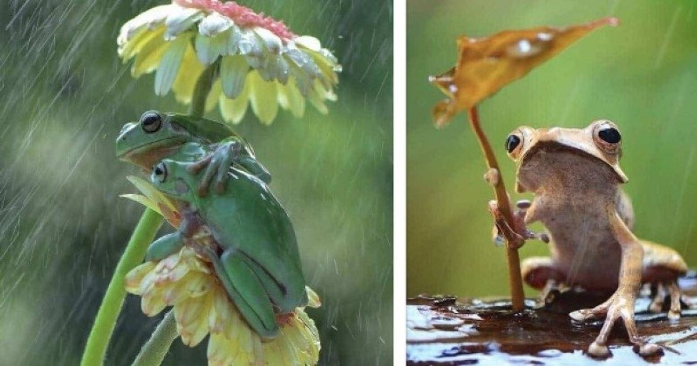 Ce photographe animalier immortalise les adorables grenouilles qui vivent dans son jardin