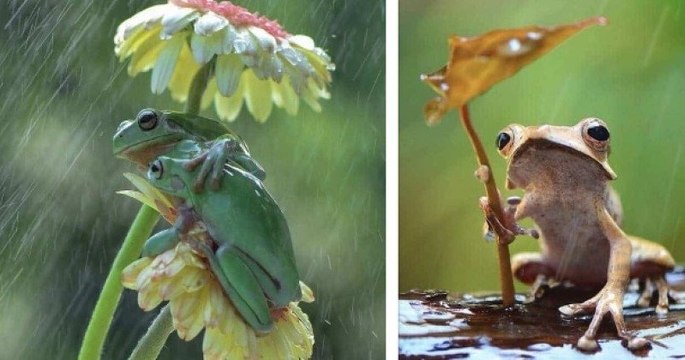 Ce photographe animalier immortalise les adorables grenouilles qui vivent dans son jardin