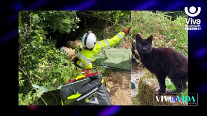 Gato salva la vida de su dueña de 83 años