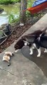 Cat Teases Leashed Puppies
