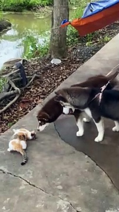 Cat Teases Leashed Puppies