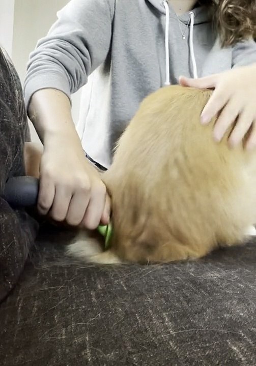 Puppy Does Handstand During Grooming