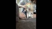 Puppy Does Handstand During Grooming