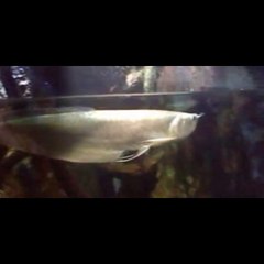 flying fish cax