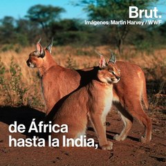 Los oídos extremadamente poderosos del caracal