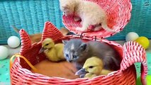 _Who is so yellow here__ - Basket with kittens and ducklings