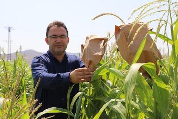 YERLİ MISIR TOHUMLARI ÜNİVERSİTE TARLASINDA GELİŞTİRİLİYOR