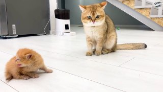 Daddy cat meets a loud meowing kitten that learns to walk