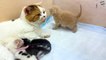 Mom cat licks adopted kitten, but dad cat is unhappy and growls