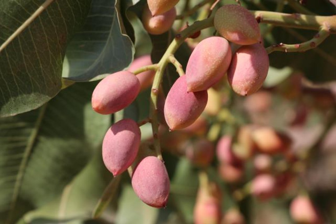 Siirt fıstığı kuraklığa rağmen üreticisinin yüzünü güldürecek