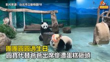 團團圓圓過生日 圓寶代替爸爸出席慘遭蛋糕砸頭