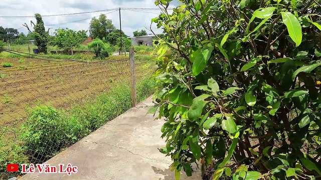 Cách Cắt Tiết Gà - Cắt Tiết Vịt Cực Chất Mà Không Ai Nghĩ Ra/ Mẹo Làm Thịt Gà Vịt Nhanh cook chicken