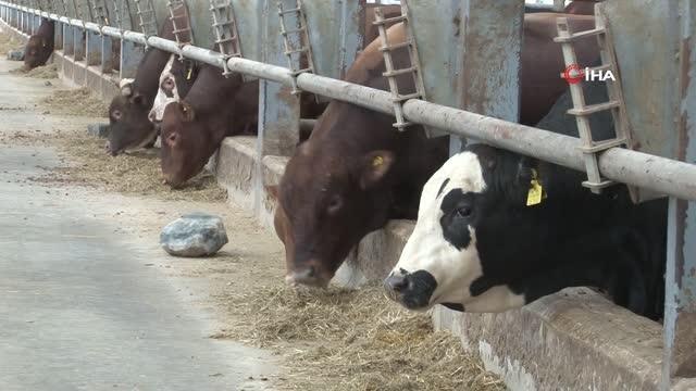 Bir talaş ile üretimi dörde katladı, bölgenin en büyüğü oldu