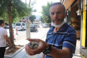 KEDİNİN DÜŞÜRDÜĞÜ YAVRU KARGAYI, YUVASINA İTFAİYE KOYDU