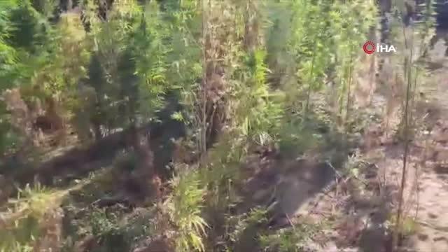 Bingöl'de uyuşturucu operasyonu: 591 kilo esrar ve 251 bin kök kenevir geçirildi