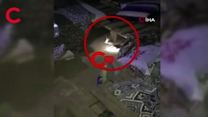 Kırmızı listede bulunan kanguru faresi, çadırda görüldü
