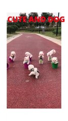 Cute and funny dog videos compilation #Short