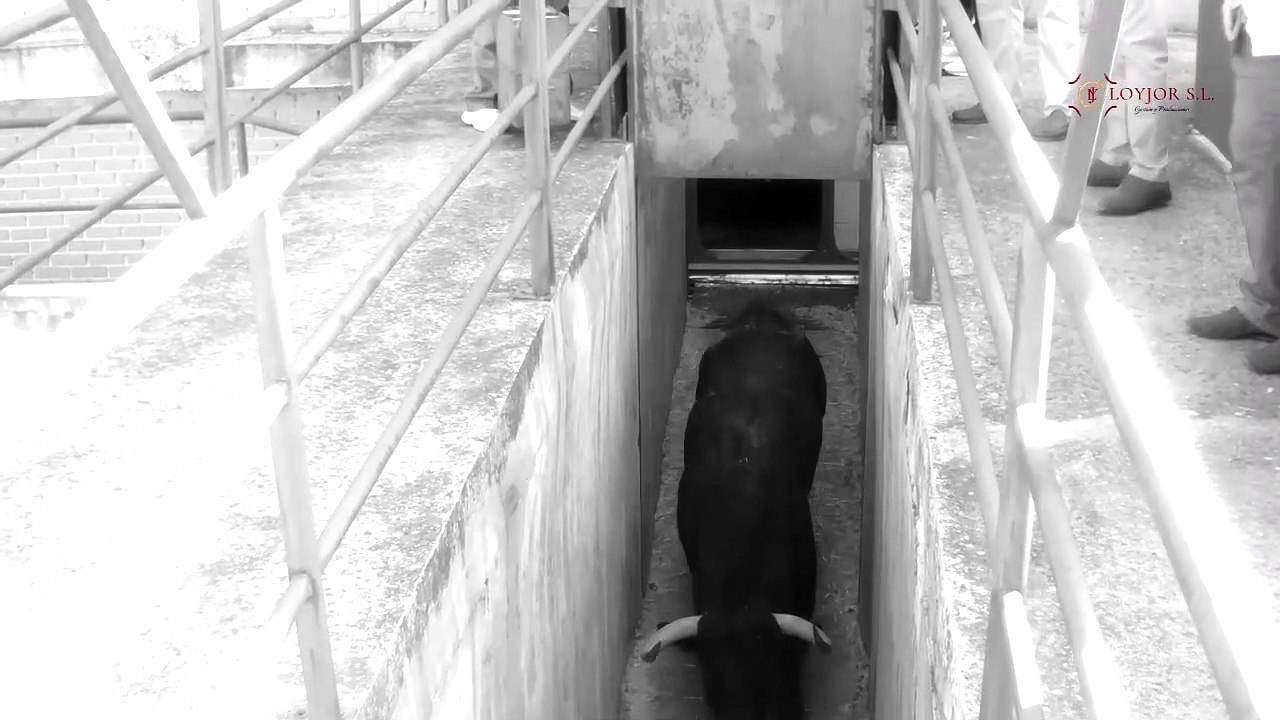 Desembarque toros Victorino Martín