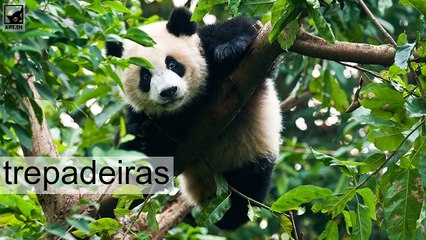 5 Fatos interessantes sobre a Giant About